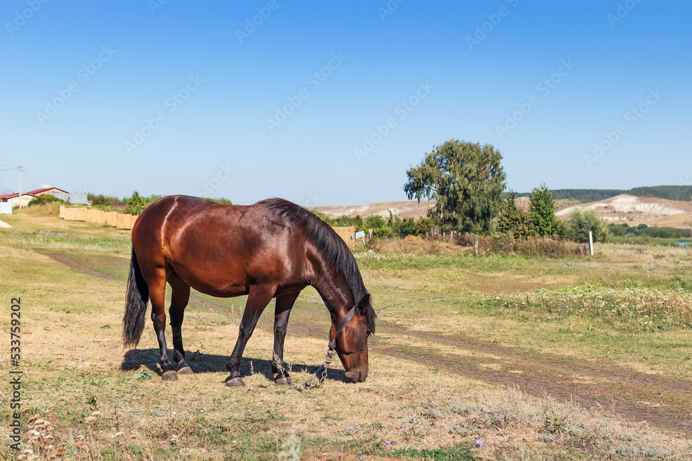 Fototapeta premium Horse eating freshgrass on the lawn sunlight in the evening. Brown horse feeding standing at the farm near the river. Animals nature wildlife concept.