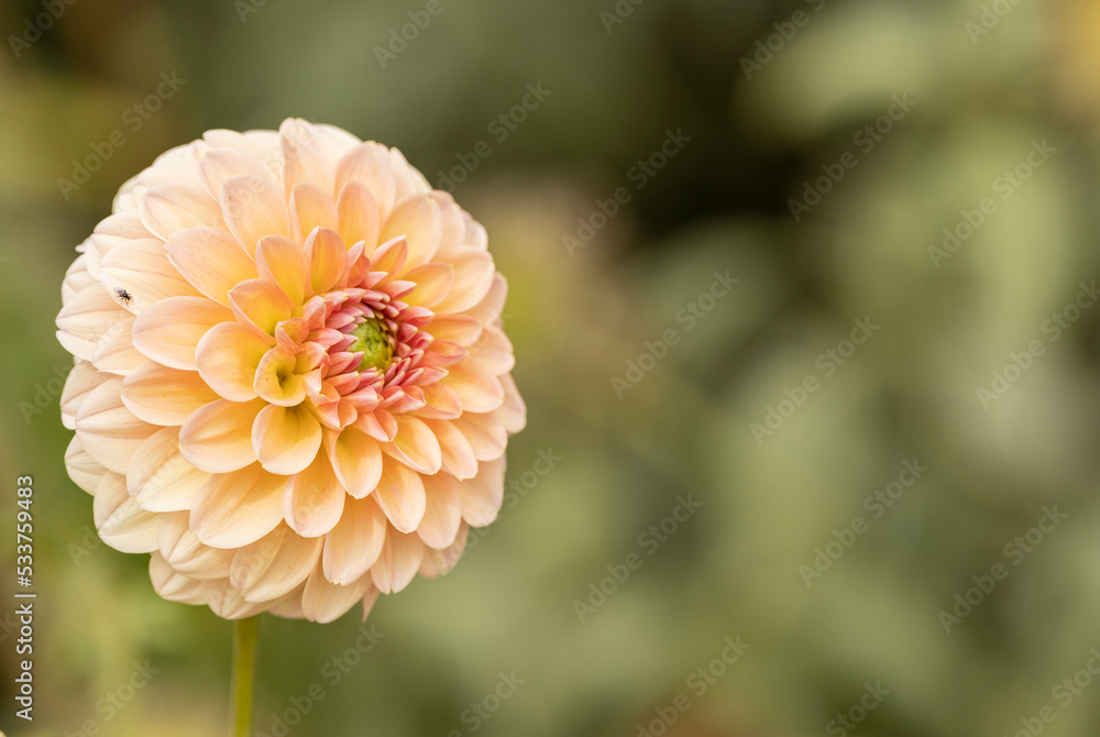 orange dahlia flower in garden