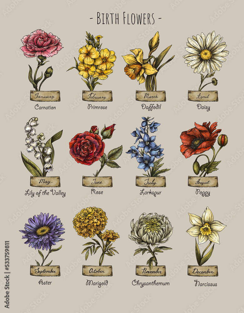 Vintage birth month flowers, Birth flowers, magic floral illustration