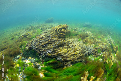Fototapeta Naklejka Na Ścianę i Meble -  Sea chervil and kelp on the bottom. Seagrass on the scottish coast. Diving in Scotland water. Nature in Europe.