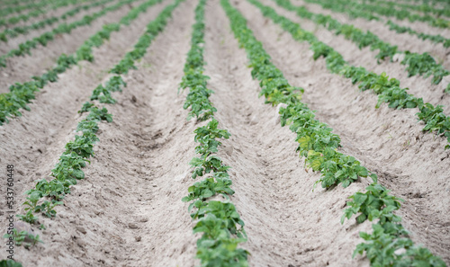 Emerging potatoes. Young potato plants in ridges, agricultural cultivation in spring.