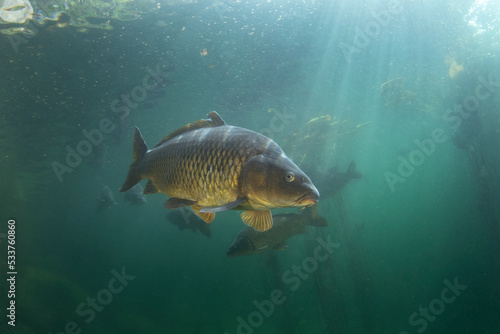 Common carps are swimming in the lake. Diving in Czech water. Nature in Europe.  photo