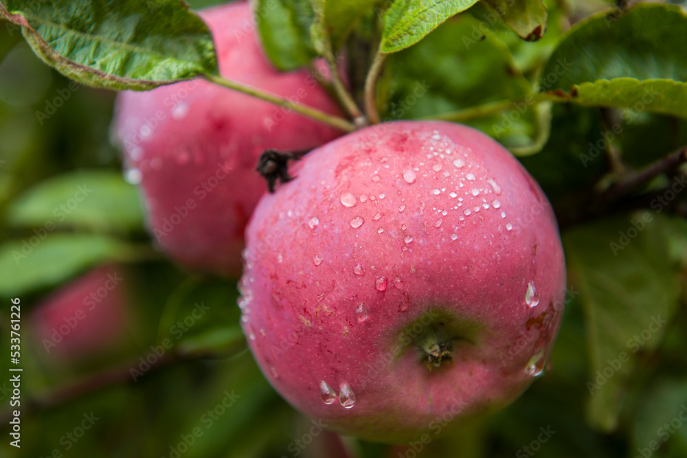 Jesienna odmiana jabłoni. - obrazy, fototapety, plakaty 