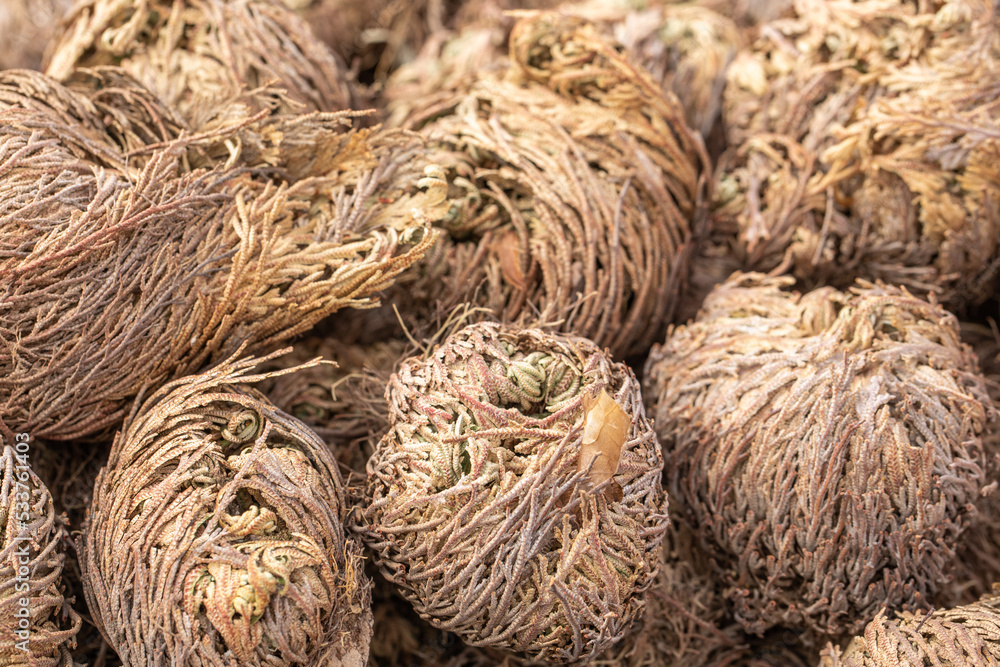 Lucky Reptile Rosa Di Gerico - Pianta Viva Del Deserto Per Terrari, Si Apre Con L'Acqua