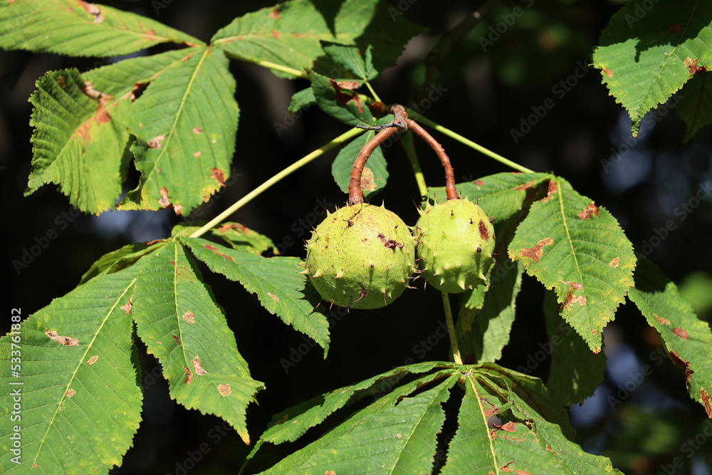 Drzewo kasztanowca jesienią z owocami kasztana.  - obrazy, fototapety, plakaty 