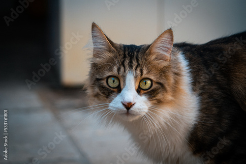 Gatto tigrato guarda la fotocamera © Jacopo