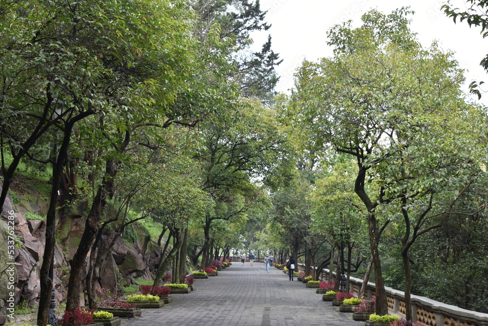 Wooded Path to Chapultepec Castle, Mexico City
