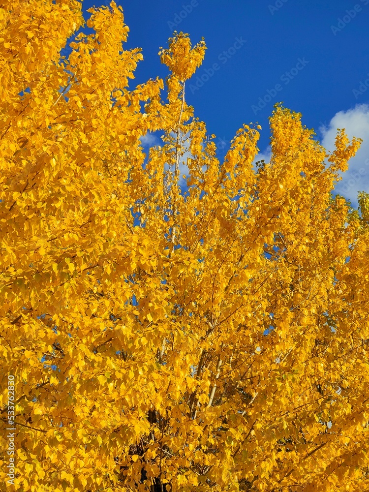 Autumn leaves on the tree wuth cloud weather and blue sky Autumn leaves on the tree wuth cloud weather and blue sky