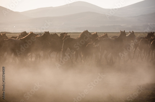 Fototapeta Naklejka Na Ścianę i Meble -  herd of horses