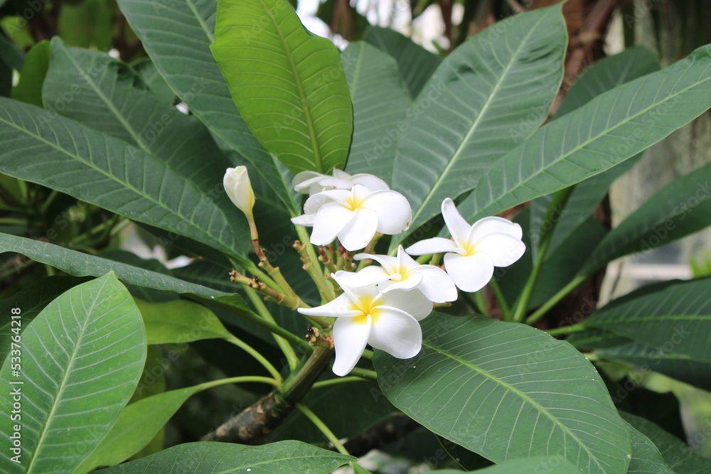 Colorful White Tropical Flowers In A Garden With Big Green Leafs In The Background.	