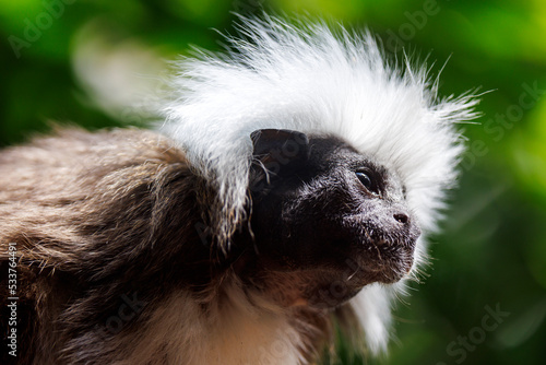The cotton-top tamarin (Saguinus oedipus), monkey closeup portrait