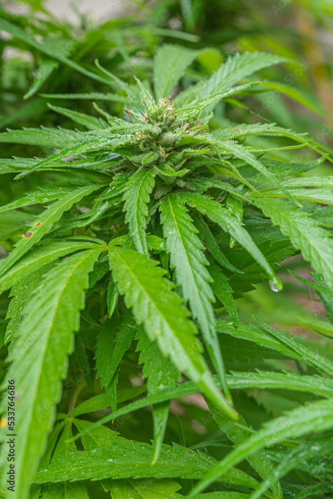 Young marijuana plant with small buds forming Young marijuana plant with small buds forming