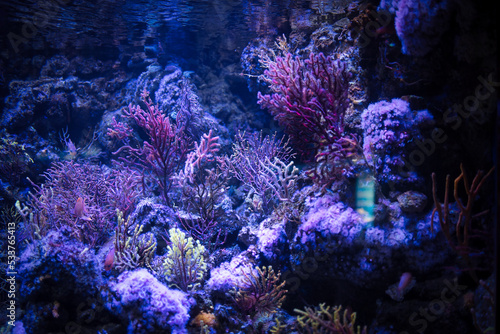 Fototapeta Naklejka Na Ścianę i Meble -  coral reef in the blue sea