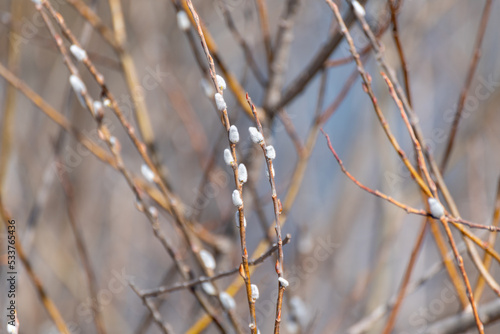 Pussy Willow Catkins In Early Spring