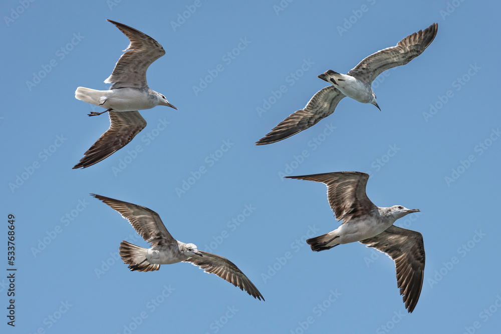 Obraz premium Flying collection of Seagulls Assembled group of gliding seagulls 