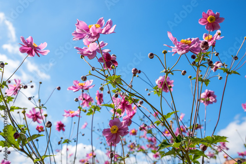 Canvastavla pink blossoms of anemone japonica, blue sky background