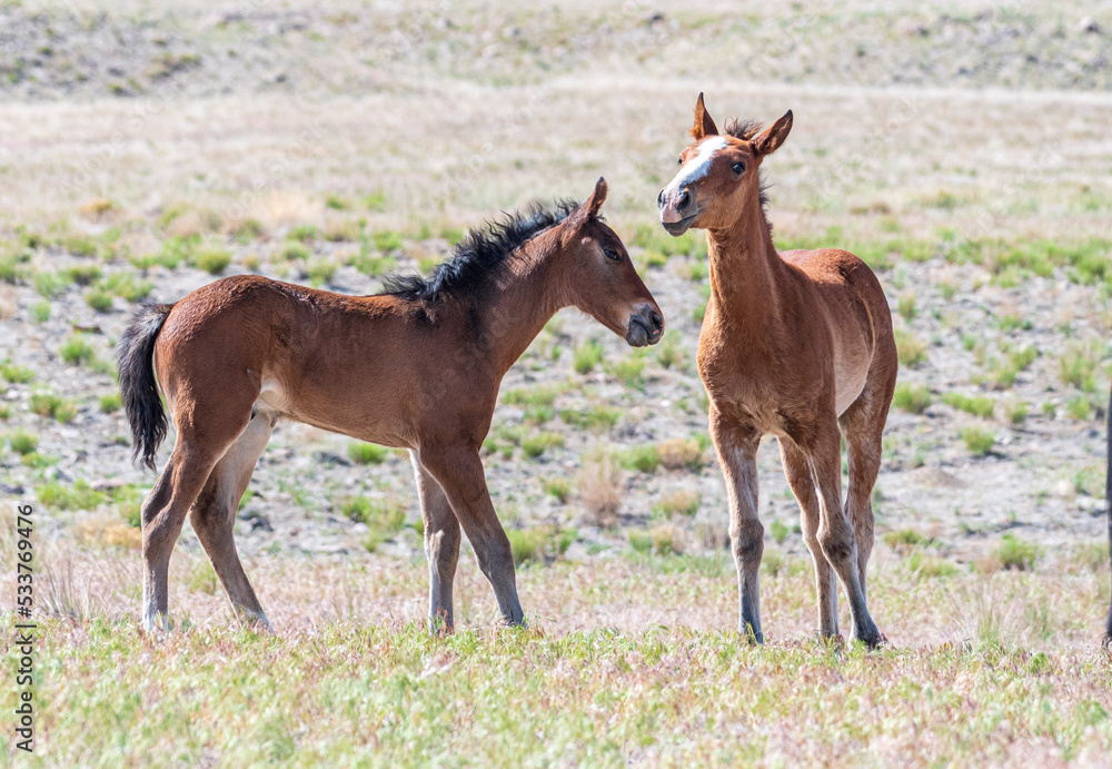 Fototapeta premium Onaqui Wild Horses