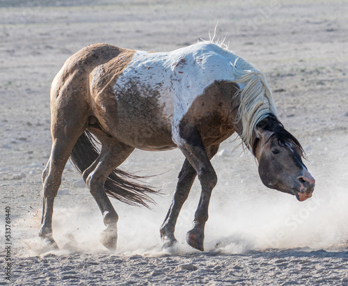 Onaqui Wild Horse Stallion