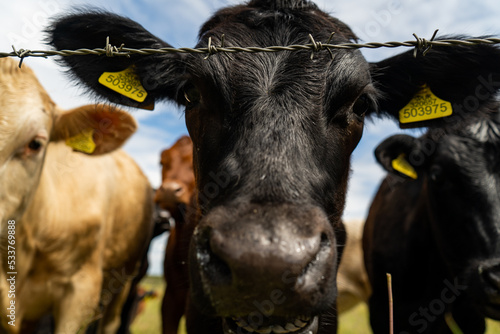 Black young bull curiously coming closer and looking into the camera, cute cow face in closeup. Livestock grazing on the field in summer.