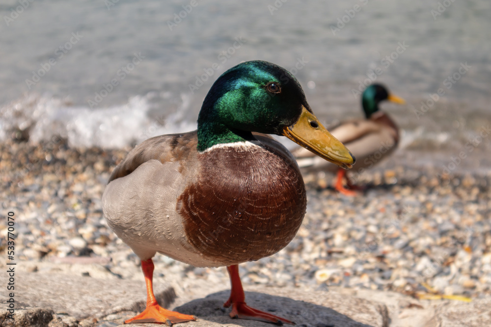 Fototapeta premium Mallard at Como lake. Anas platyrhynchos