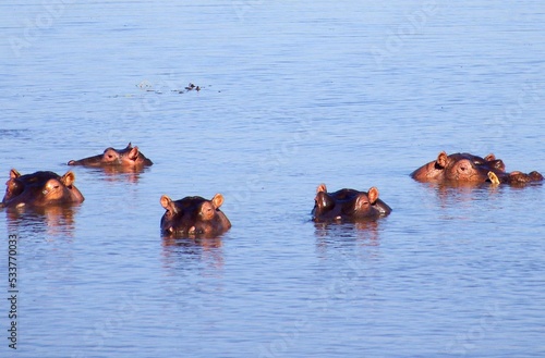 Hippopotamus in the Katavi park in Tanzania, East Africa