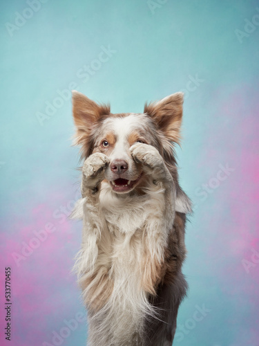 funny dog on a colored background. Happy border collie waving paw in the studio. pet portrait