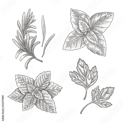 Leaves of parsley, basil, mint, sprig of rosemary on isolated background. Hand drawn set of herbs for cooking. Design element for markets and shops. Vector botanical illustration in engraving style.