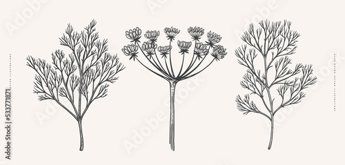 Dill sprigs and its inflorescences. Spicy plant on a light background isolated. Can be used for your design. Vintage botanical illustration in engraving style.