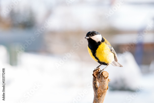 Great tit scientific Parus major sitting on the branch in the garden, winter snowy day. Looking at camera. Copy space for text. Garden birdwatching and feeding.  photo