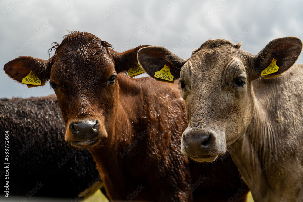 Group of young cows on the pasture being curious and approaching. Cattle standung and sitting down in different colours on the field in beautiful weather right after rain. Group of young cows on the pasture being curious and approaching. Cattle standung and sitting down in different colours on the field in beautiful weather right after rain.