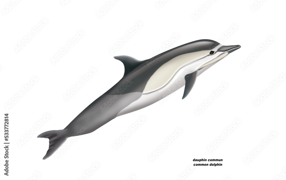 Obraz premium dauphin commun , common dolphin,poisson, mammifère, marin, mer, océan, eau, bleu, ailette, faune, nature, aquatique, nager, prédateur, illustration