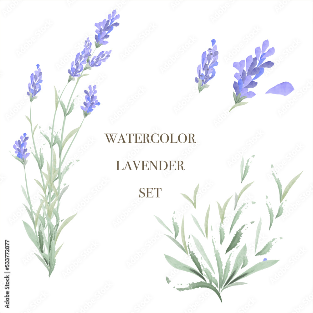 Watercolor lavender set , rustic style Watercolor lavender set , rustic style