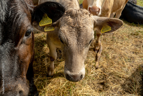 Group of young cows on the pasture being curious and approaching. Cattle standung and sitting down in different colours on the field in beautiful weather right after rain. photo