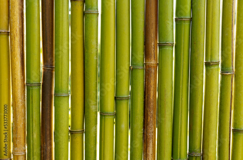 Fototapeta Naklejka Na Ścianę i Meble -  Green bamboo wall texture background. Backgrounds and textures.