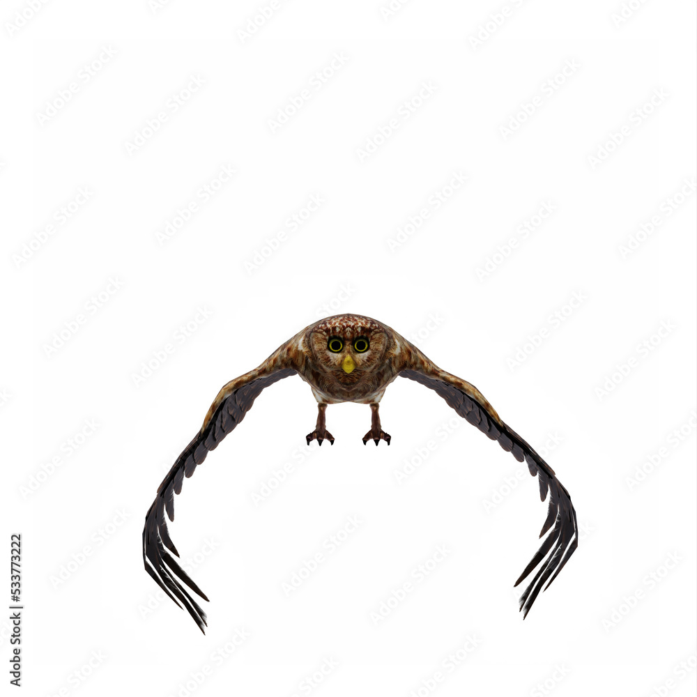 Owl Owl