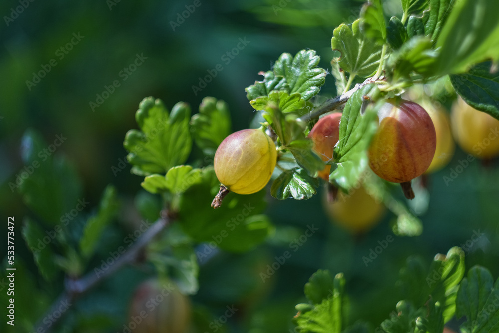 Obraz premium Gooseberry dissolved, garden berry