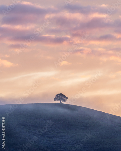 Lone Tree on Petaluma Hill During Sunrise 