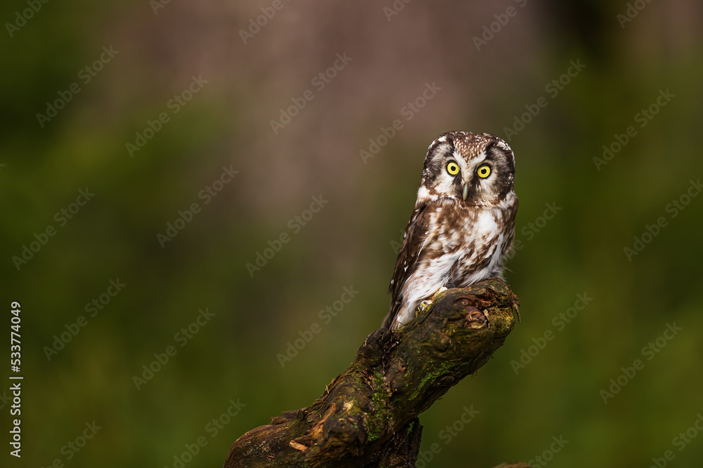 female boreal owl or Tengmalm's owl (Aegolius funereus) resting on the old tree stump female boreal owl or Tengmalm's owl (Aegolius funereus) resting on the old tree stump