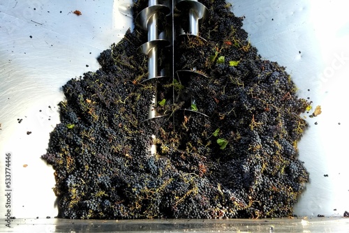 Harvested black grapes in a mechanical crushers ready for destemming and crushing for winemaking photo