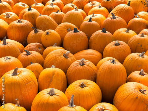 Halloween Pumpkins Field