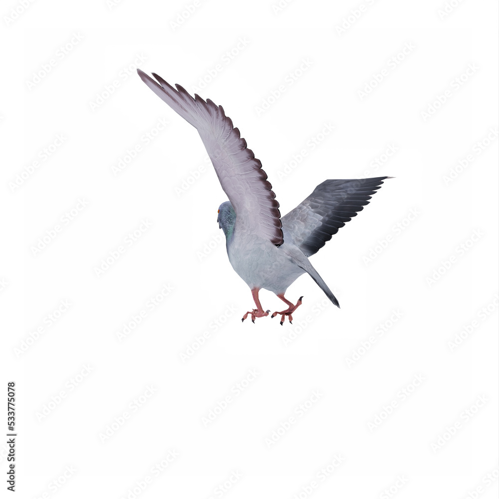 Obraz premium Pigeon