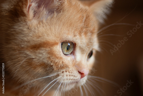 Closeup photography of british ginger kitten with green eyes.