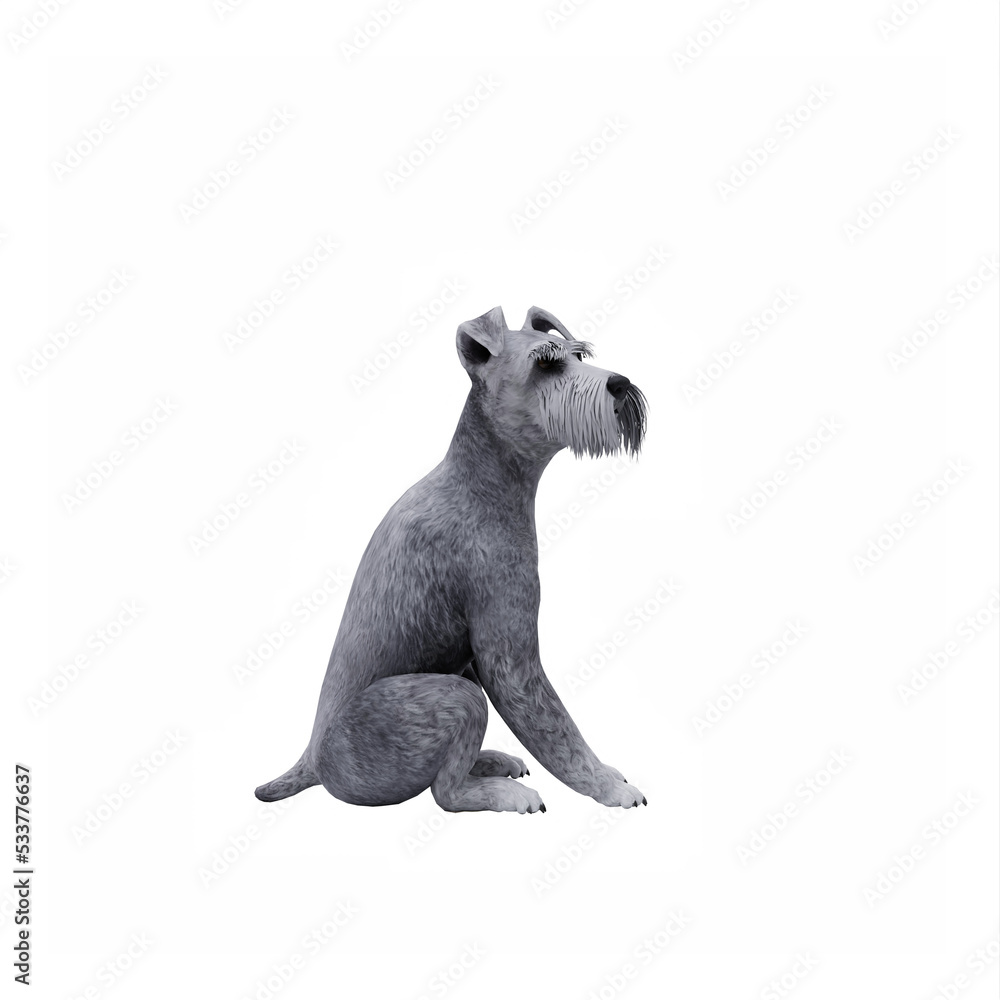 Obraz premium Schnauzer dog