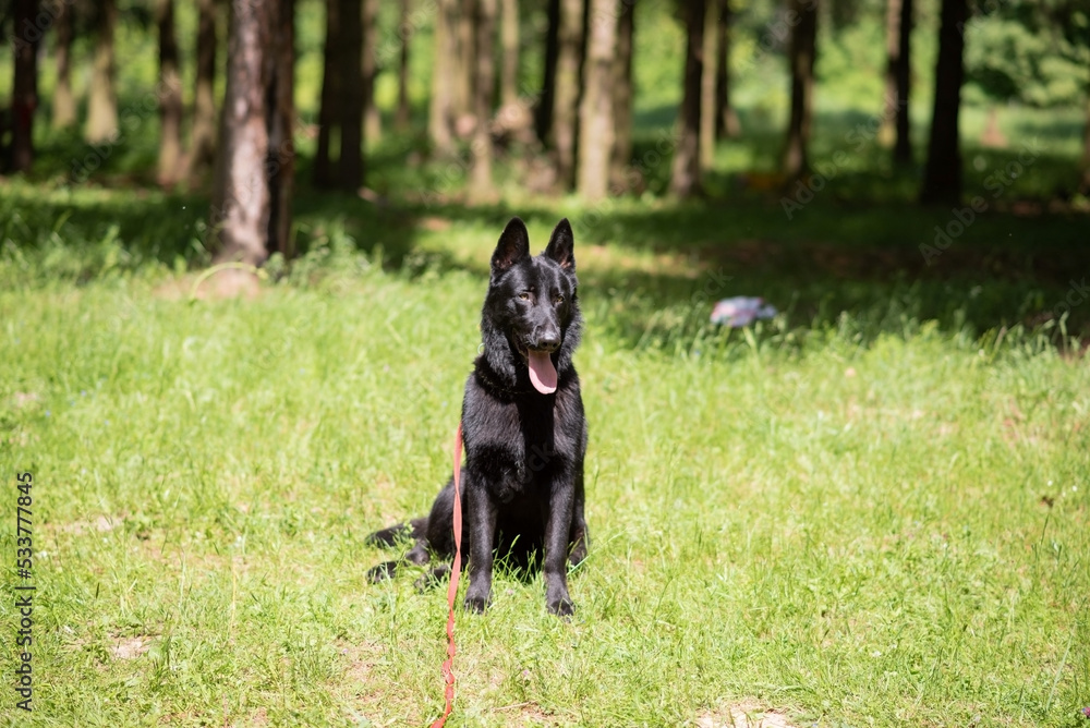 Black german shepherd sitting on green grass, side view Black german shepherd sitting on green grass, side view