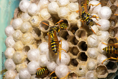 Wasp hive with wasps on a wooden door, Kharkiv, Ukraine