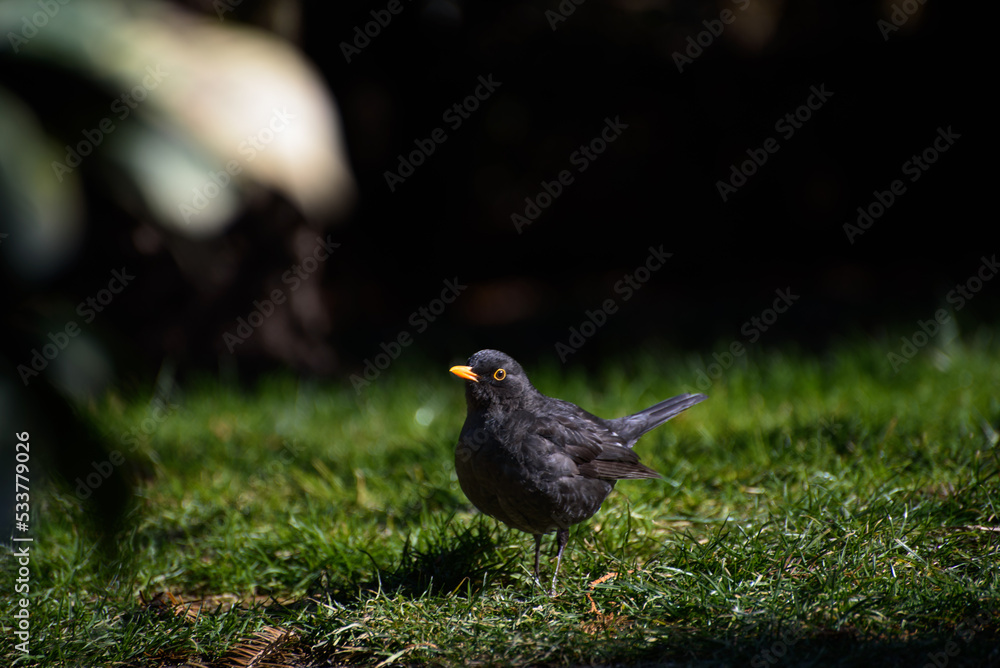 blackbird looking for earthworms in the grass blackbird looking for earthworms in the grass