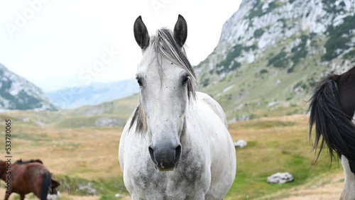 Portret of beautiful white horse in mountain. Group of wild horses. A herd of wild horses in nature.