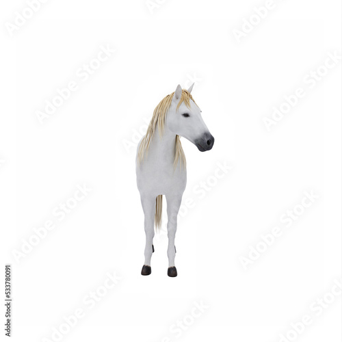 White horse isolated