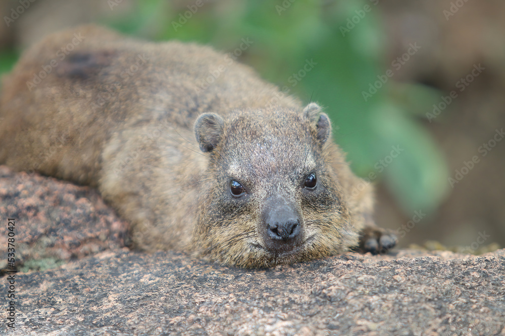 Rock hyrax, Dassie, Relaxing on a Rock Rock hyrax, Dassie, Relaxing on a Rock