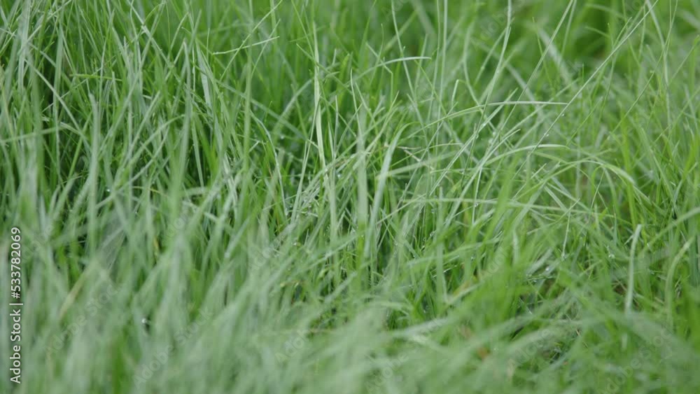 morning dew on fresh green grass lit sunlight on water drops on blades of grass. morning dew on fresh green grass lit sunlight on water drops on blades of grass.